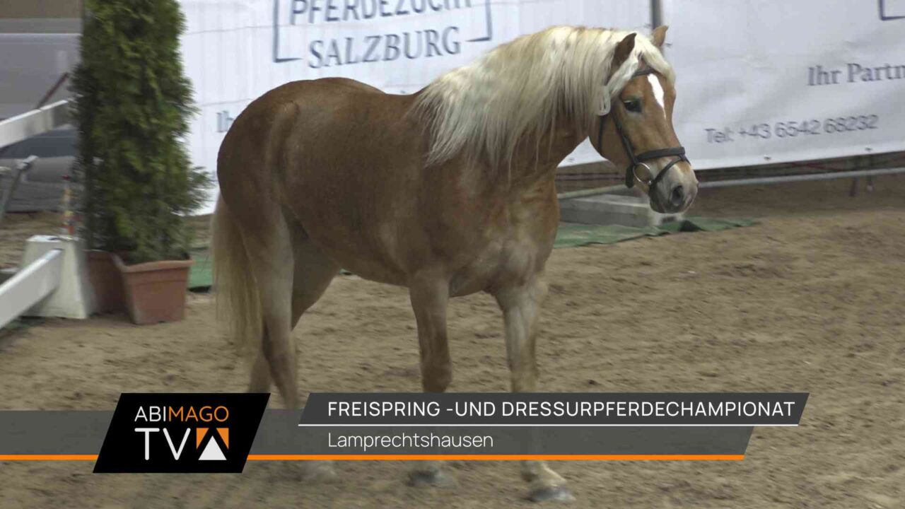 Freispring- und Dressurpferdechampionat Lamprechtshausen