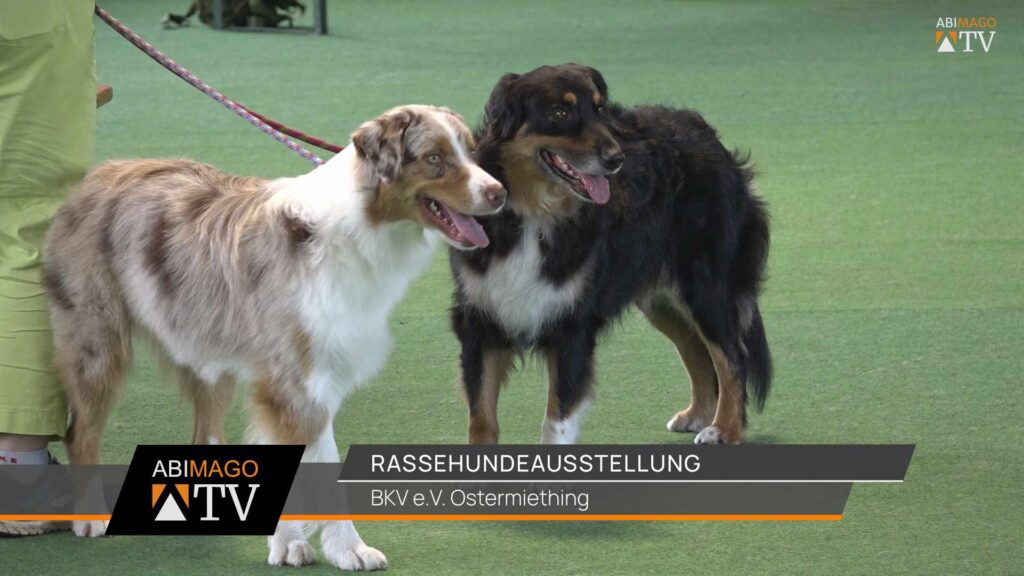 Rassenhundeaustellung Ostermiething